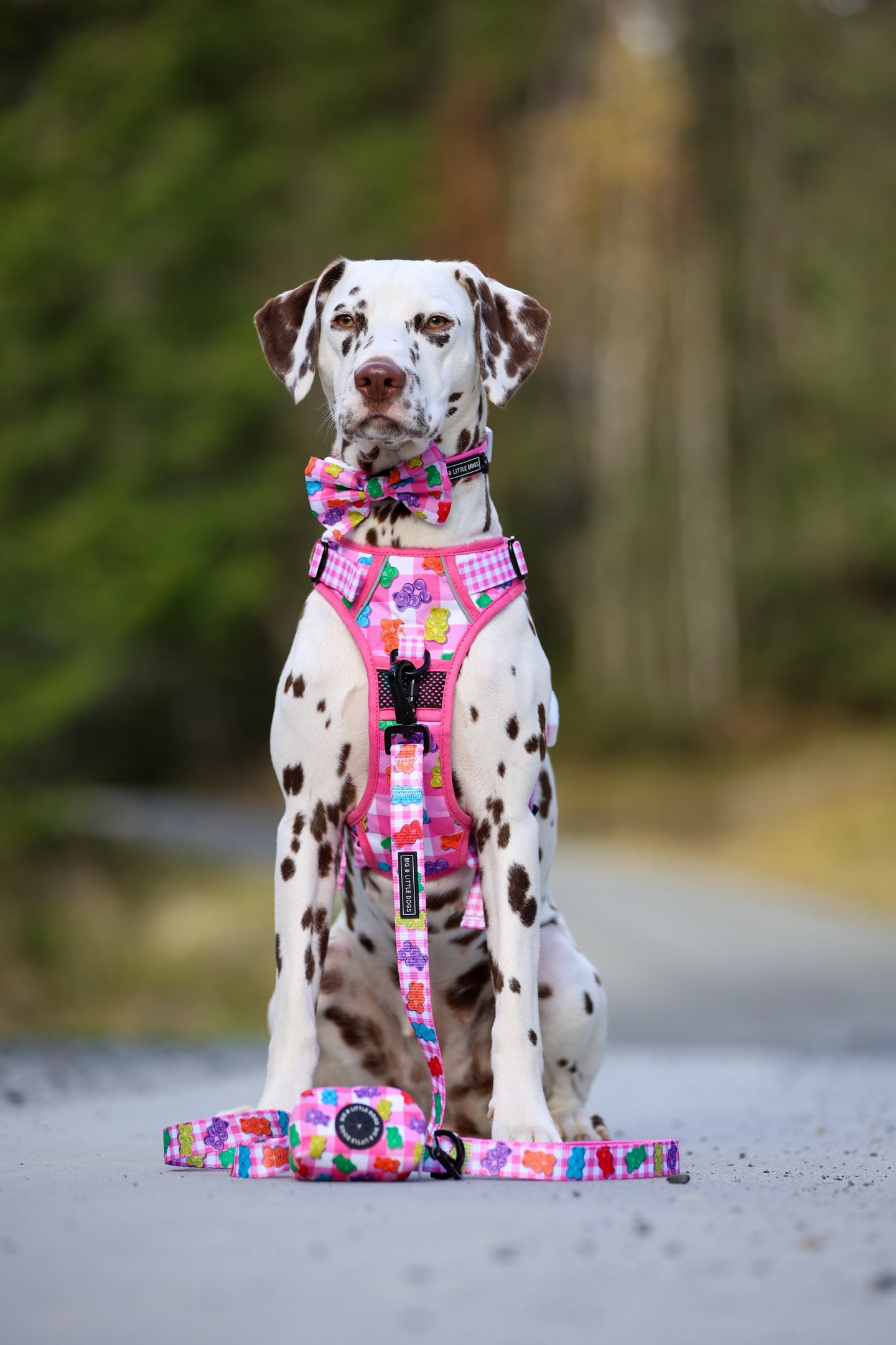 THE ALL-ROUNDER DOG HARNESS: Beary Sweet