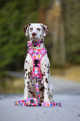 THE ALL-ROUNDER DOG HARNESS: Beary Sweet (NEW!)