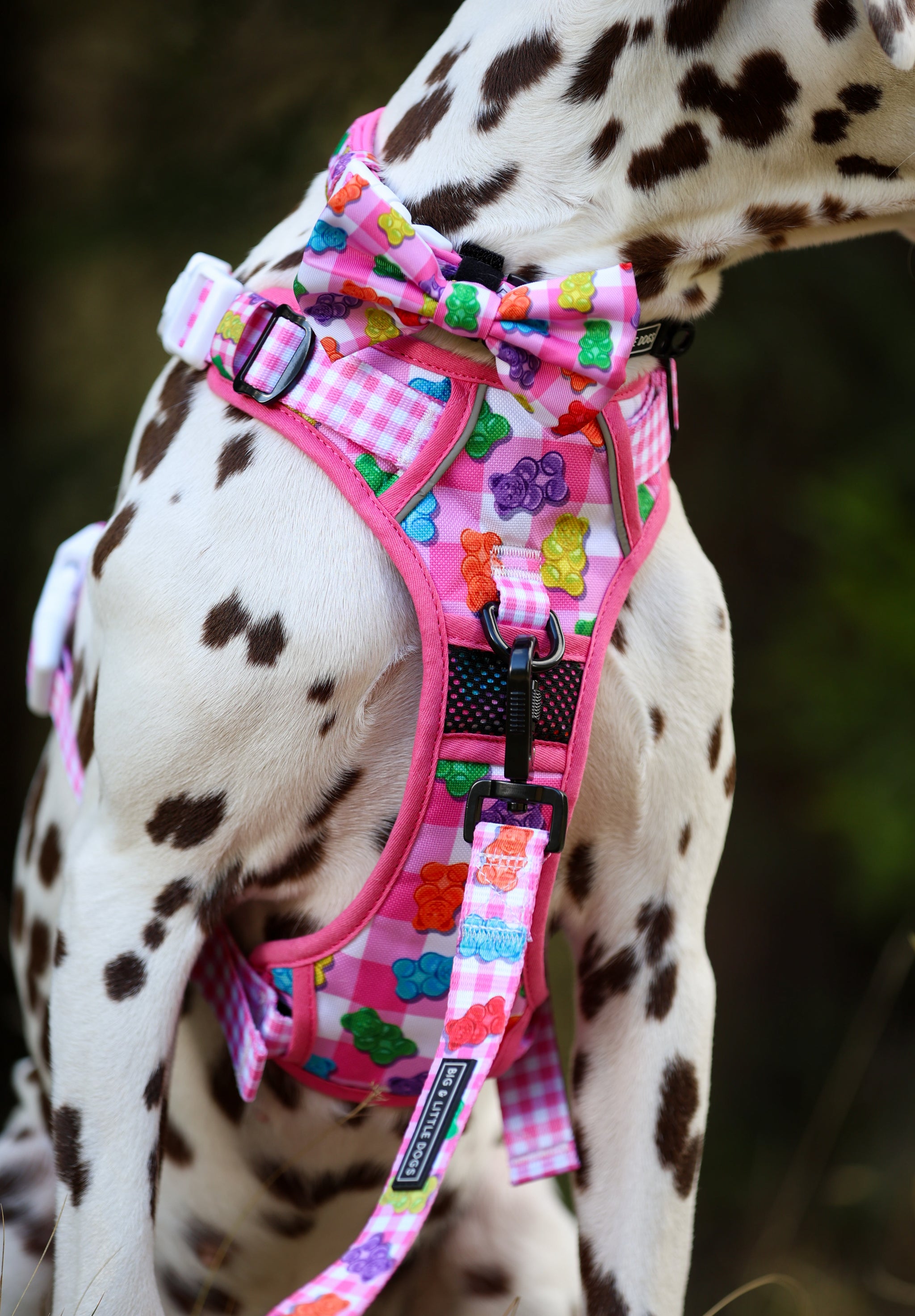 DOG LEASH: Beary Sweet