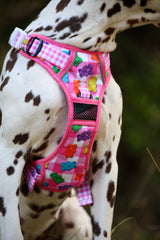 THE ALL-ROUNDER DOG HARNESS: Beary Sweet