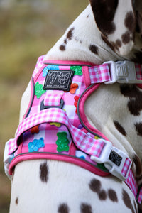 THE ALL-ROUNDER DOG HARNESS: Beary Sweet (NEW!)