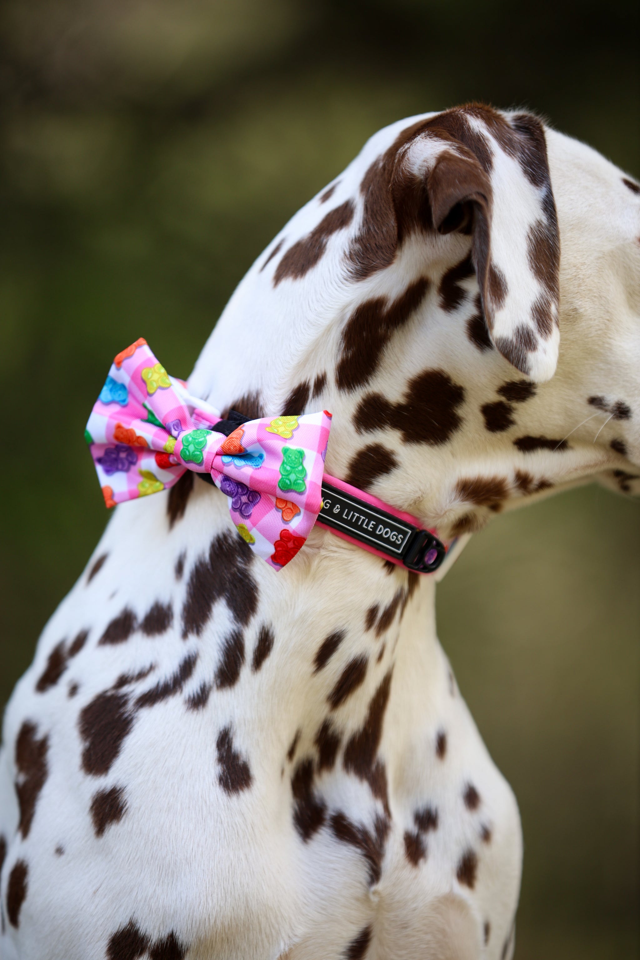 DOG COLLAR (+ BOW TIE option): Beary Sweet