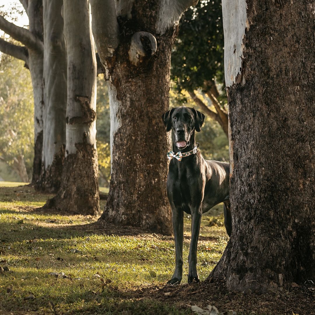 DOG COLLAR & BOW TIE: Grandpa Plaid {FINAL SALE}