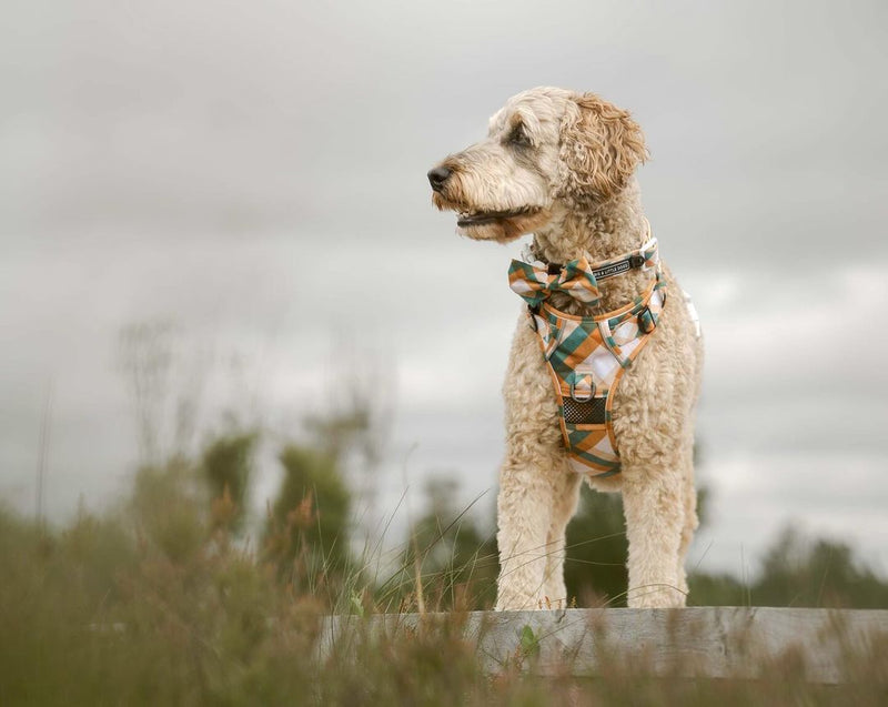 DOG COLLAR (+ BOW TIE option): Grandpa Plaid