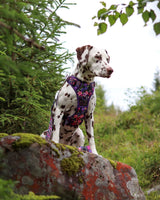 THE ALL-ROUNDER DOG HARNESS: Petal Paradise