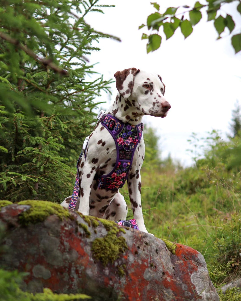 THE ALL-ROUNDER DOG HARNESS: Petal Paradise (NEW!)