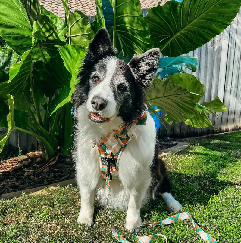 THE ALL-ROUNDER DOG HARNESS: Grandpa Plaid