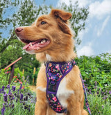 THE ALL-ROUNDER DOG HARNESS: Petal Paradise