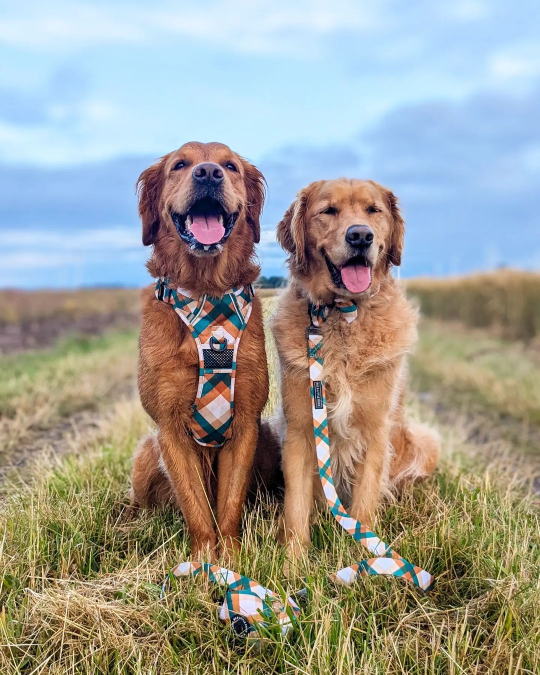 DOG COLLAR (+ BOW TIE option): Grandpa Plaid