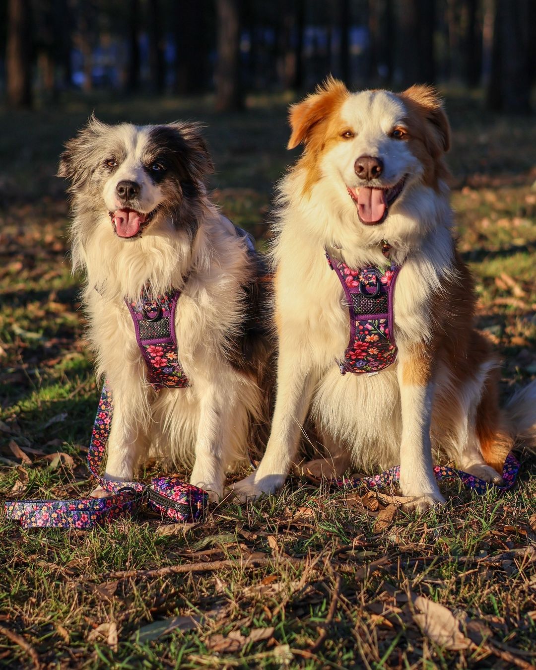 THE ALL-ROUNDER DOG HARNESS: Petal Paradise