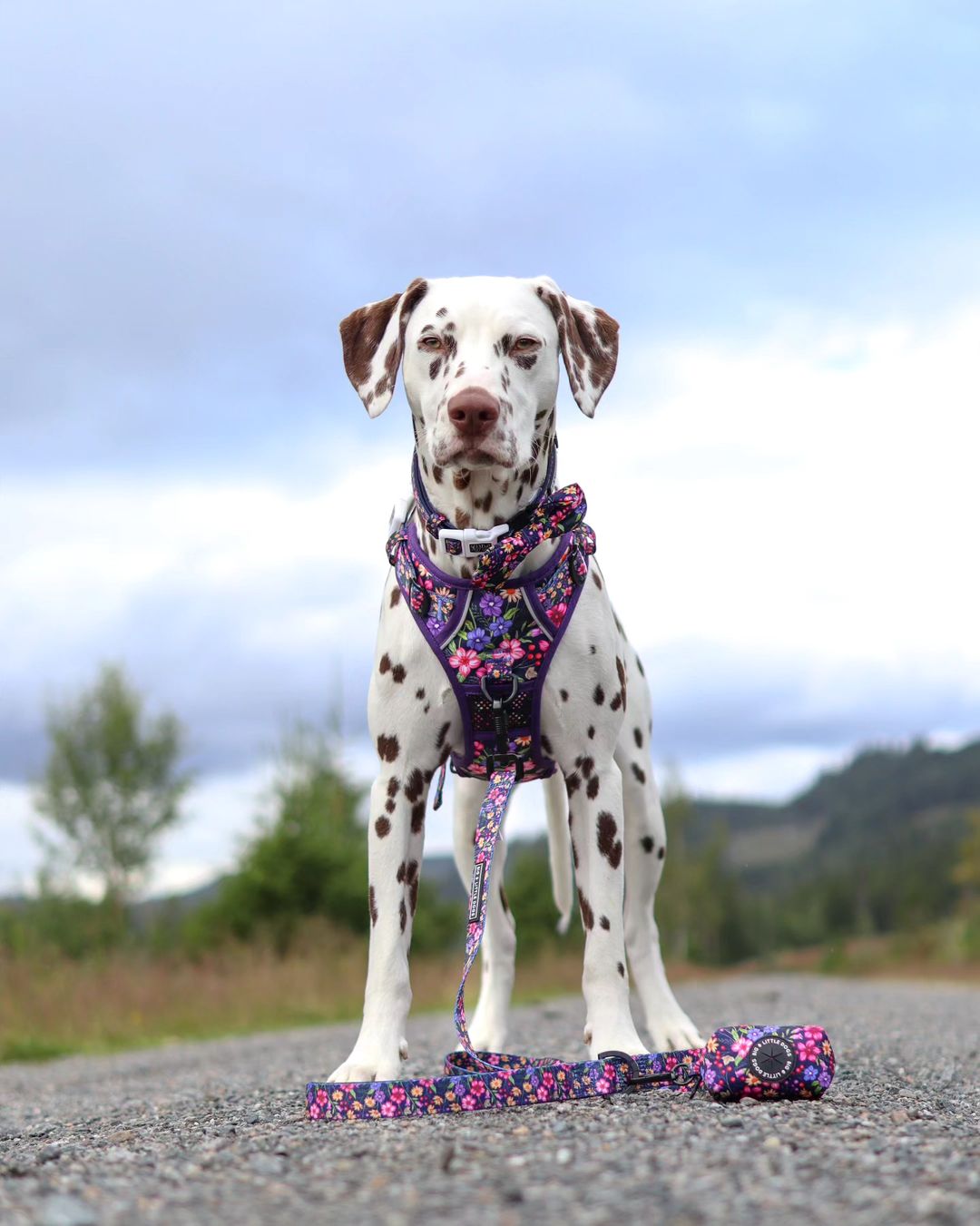 THE ALL-ROUNDER DOG HARNESS: Petal Paradise