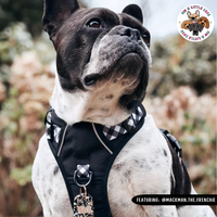 THE ALL-ROUNDER DOG HARNESS: Black