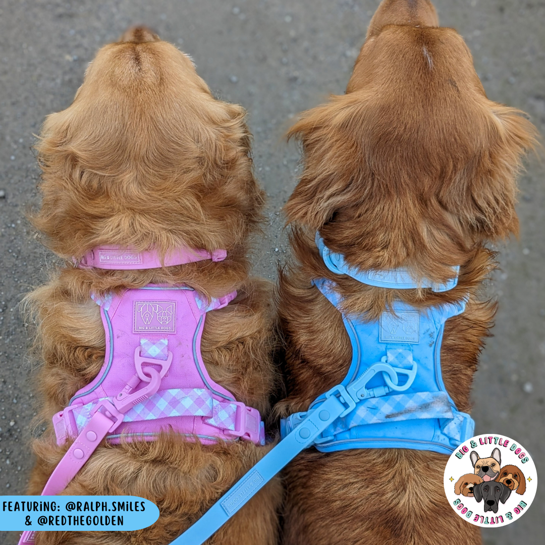 THE ALL-ROUNDER DOG HARNESS: Blue