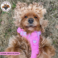 THE ALL-ROUNDER DOG HARNESS: Pink