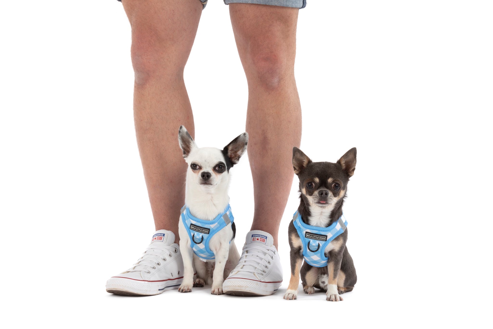 STEP-IN DOG HARNESS: Blueberry Gingham