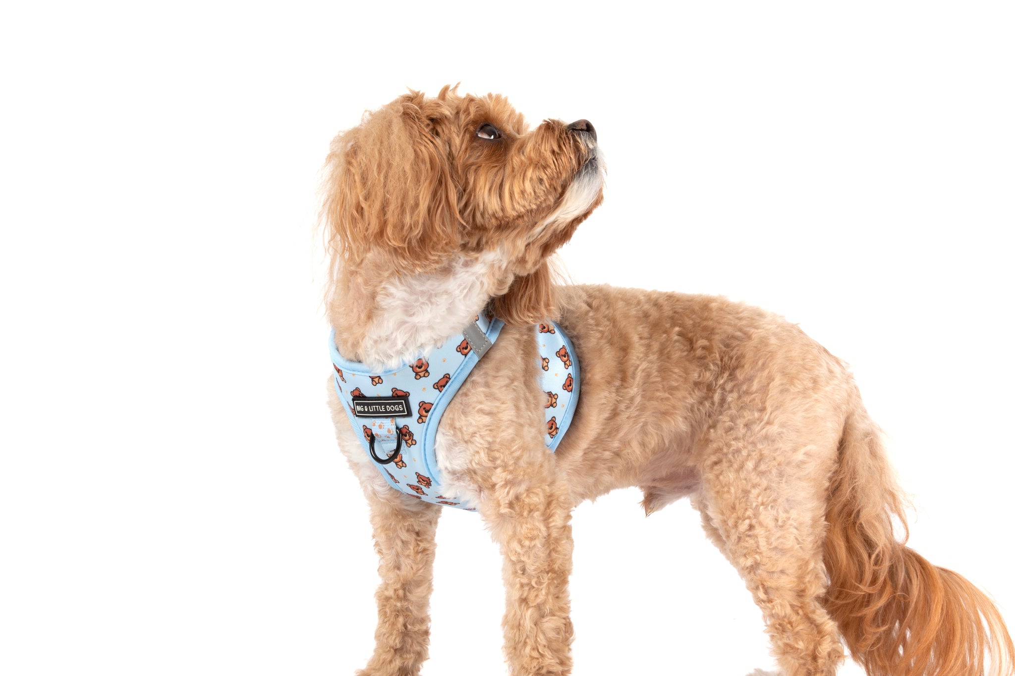 STEP-IN DOG HARNESS: Cuddle Club