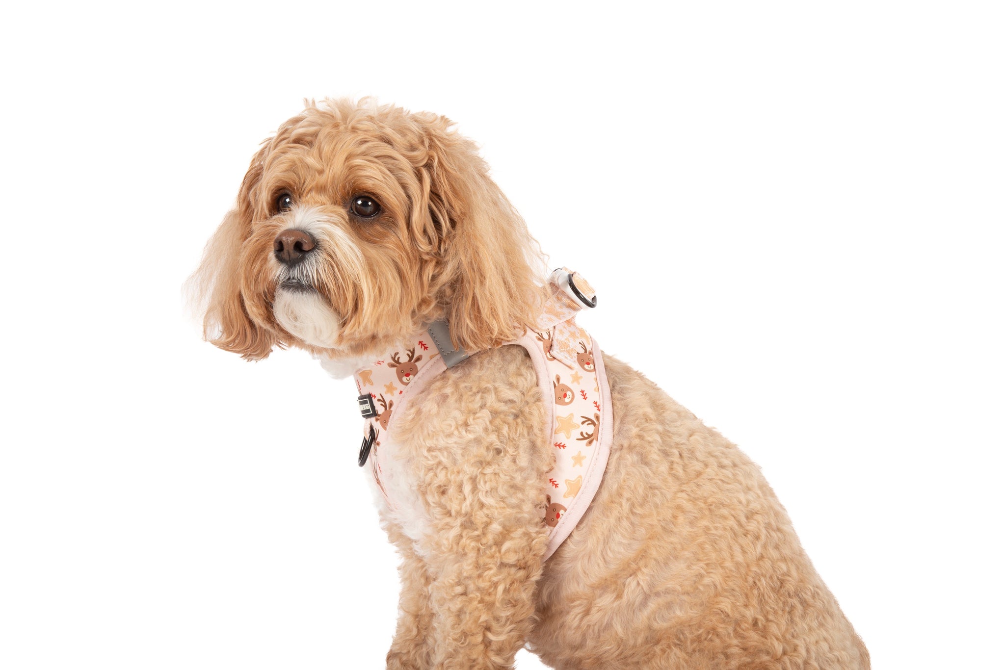 STEP-IN DOG HARNESS: Dashing Through The Stars