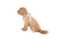 STEP-IN DOG HARNESS: Dashing Through The Stars