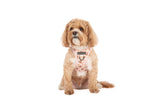 STEP-IN DOG HARNESS: Dashing Through The Stars