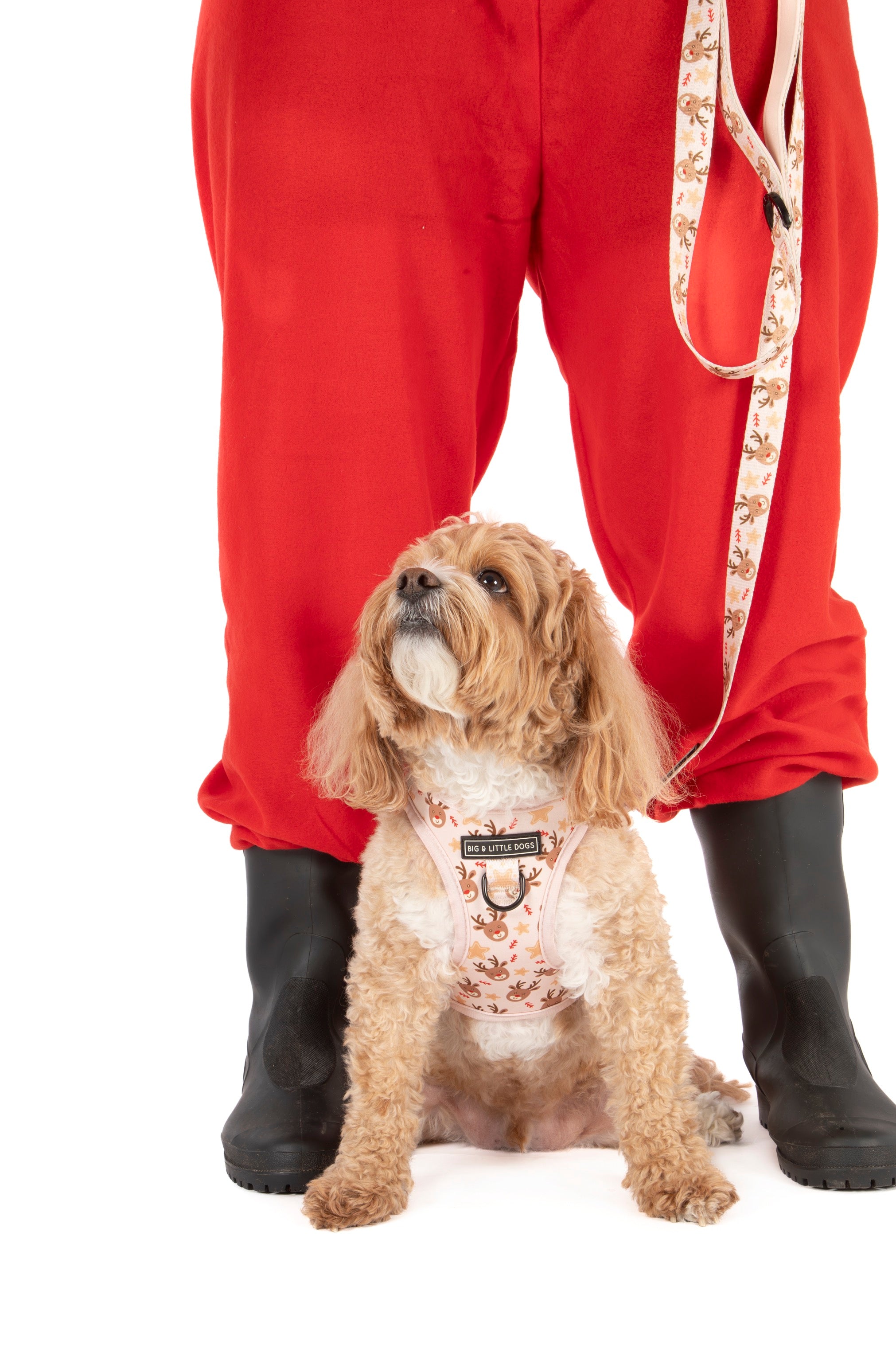 STEP-IN DOG HARNESS: Dashing Through The Stars