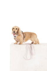 STEP-IN DOG HARNESS: Latte Gingham