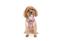 STEP-IN DOG HARNESS: Spring Fling