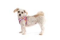 STEP-IN DOG HARNESS: Spring Fling