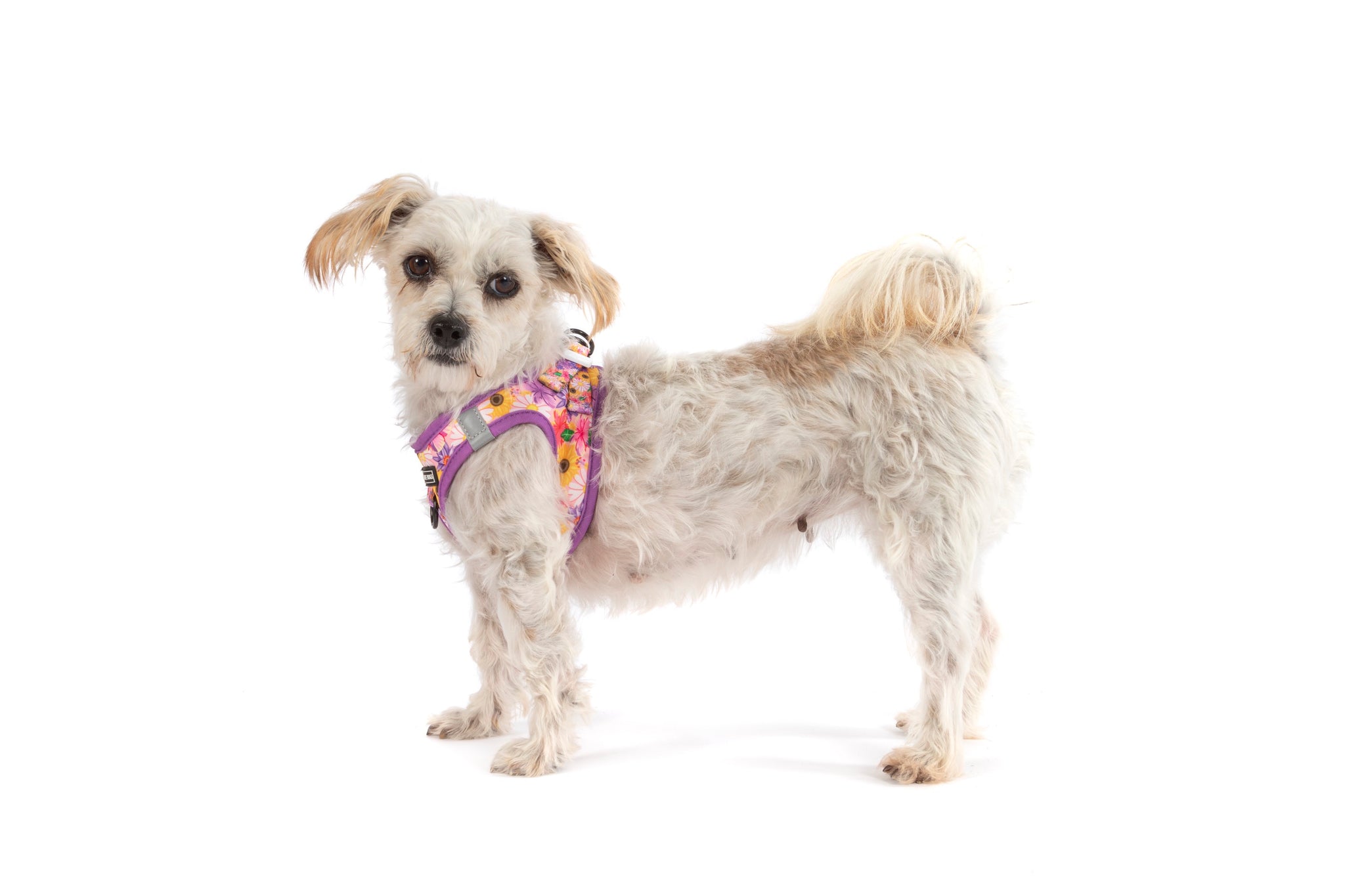 STEP-IN DOG HARNESS: Spring Fling
