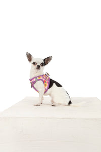 STEP-IN DOG HARNESS: Spring Fling
