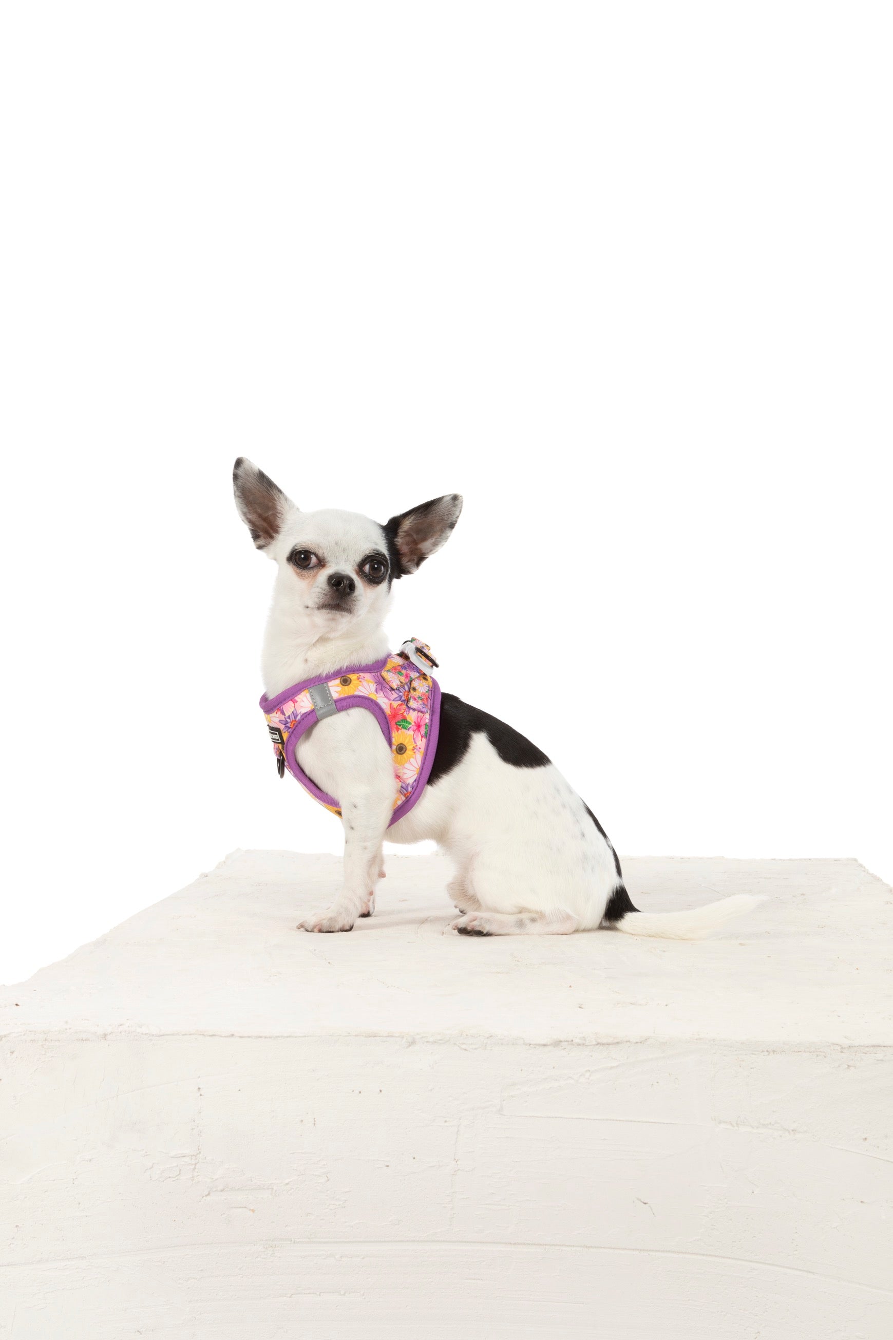 STEP-IN DOG HARNESS: Spring Fling