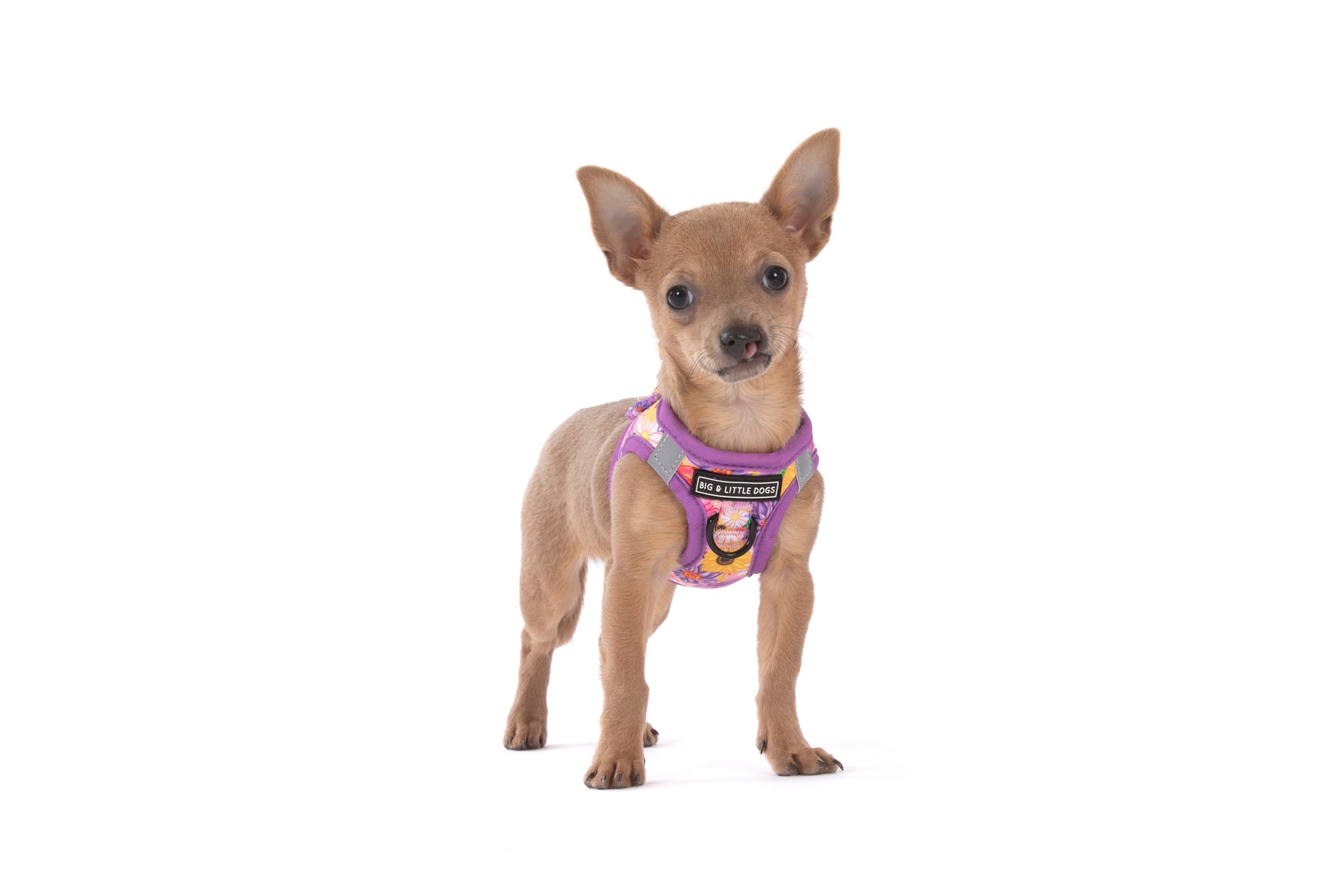 STEP-IN DOG HARNESS: Spring Fling