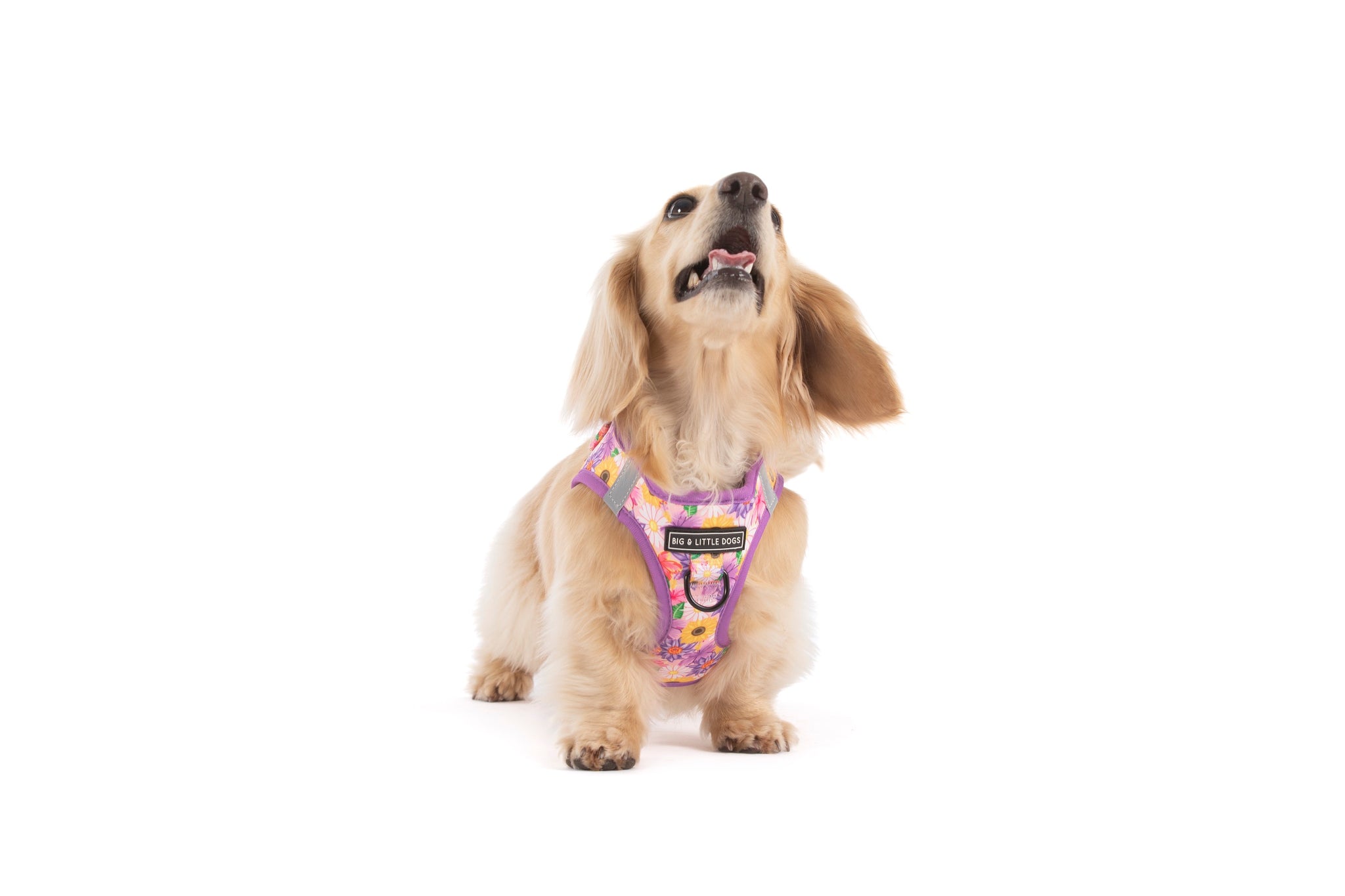 STEP-IN DOG HARNESS: Spring Fling
