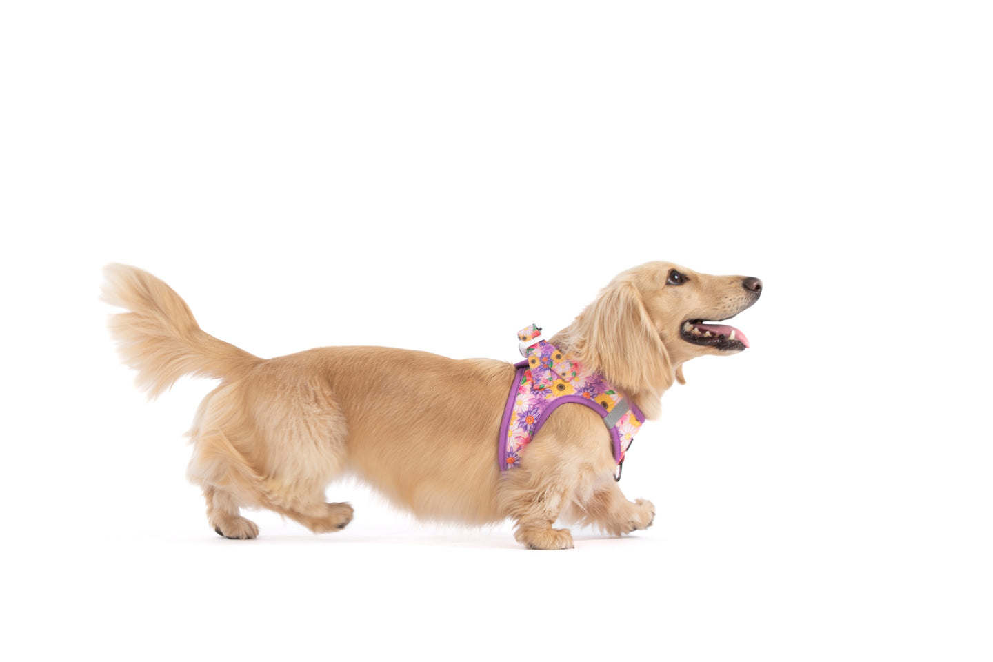 STEP-IN DOG HARNESS: Spring Fling