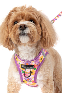 STEP-IN DOG HARNESS: Spring Fling