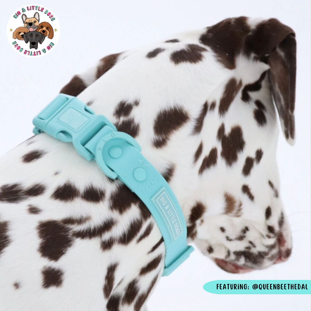 DOG WATERPROOF COLLAR: Aqua