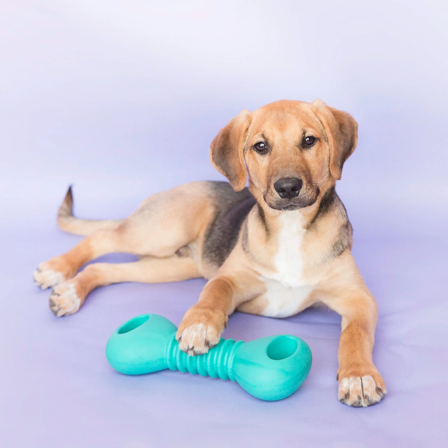 ZIPPY PAWS: ZippyTuff Squeakerz Teether - Dumbbell