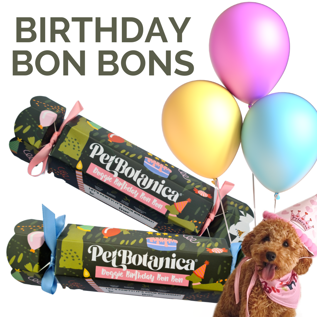 Pet Botanica: Dog Birthday Bon Bon (Blue Ribbons)