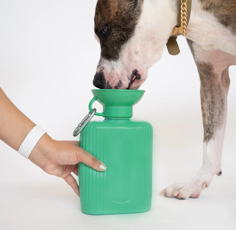 Springer: Growler Dog Water Travel Bottle - Springer Green (NEW)