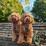 THE ALL-ROUNDER DOG HARNESS: Festive Tartan (NEW!)