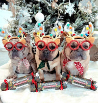 DOG TREATS | Pet Botanica: Doggie Christmas Bon Bon/Cracker