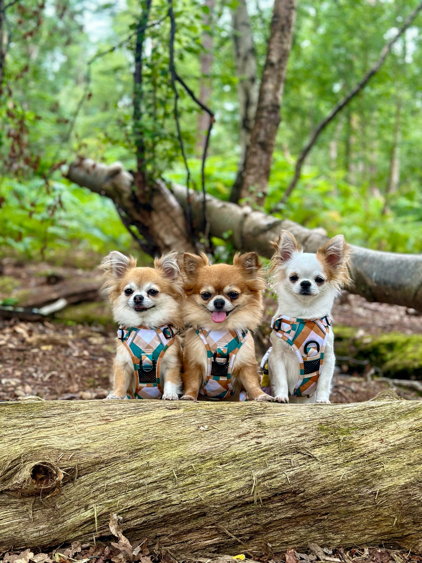 THE ALL-ROUNDER DOG HARNESS: Grandpa Plaid