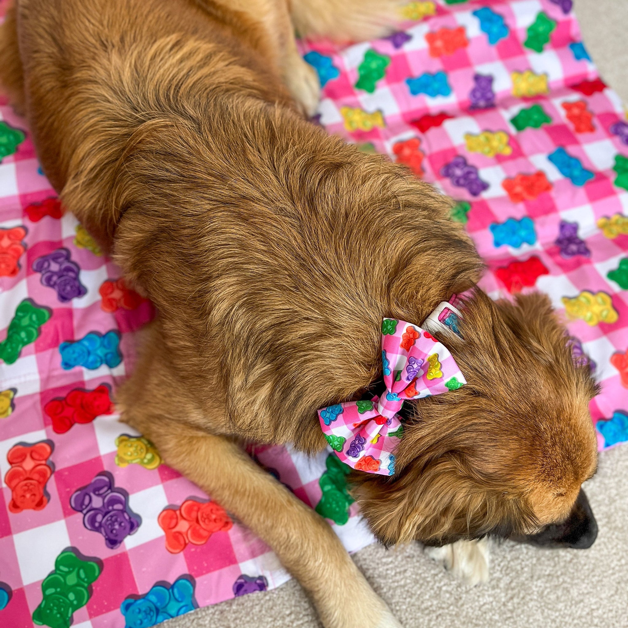 DOG COLLAR (+ BOW TIE option): Beary Sweet