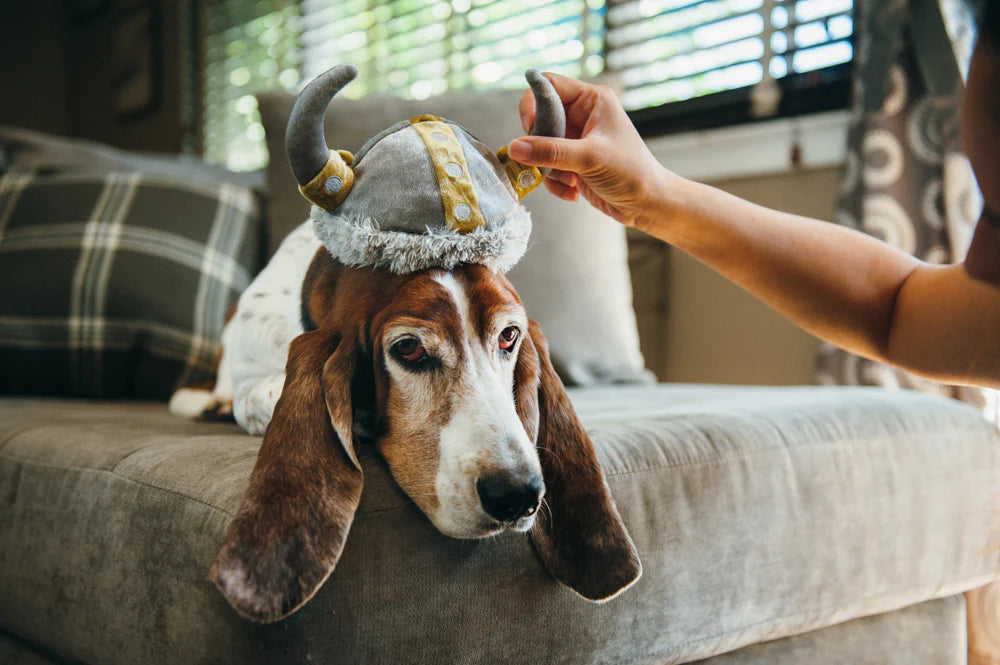 Dog online viking hat