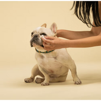 Squeaky Pet: Probiotic Pet Eye Wipes