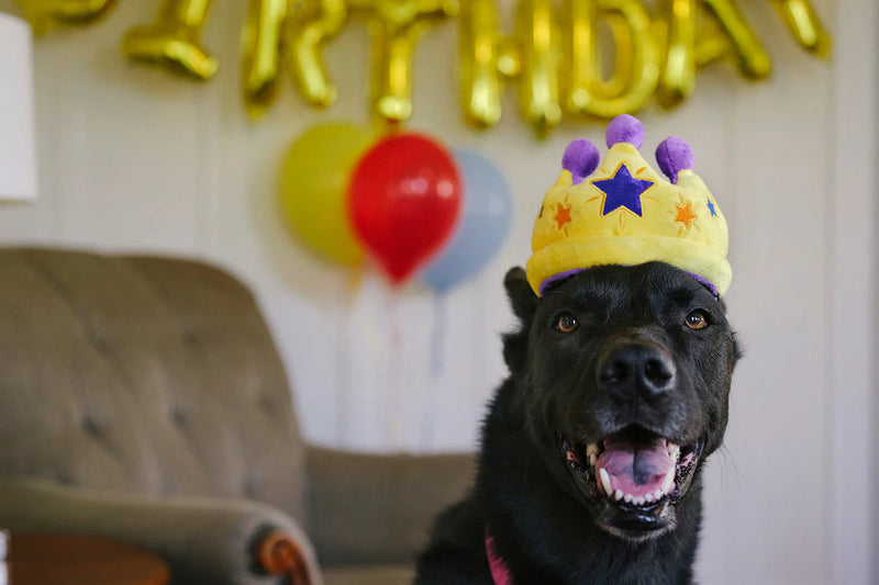 P.L.A.Y: Party Time - Canine Crown