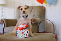 P.L.A.Y: Party Time - Pawfect Present