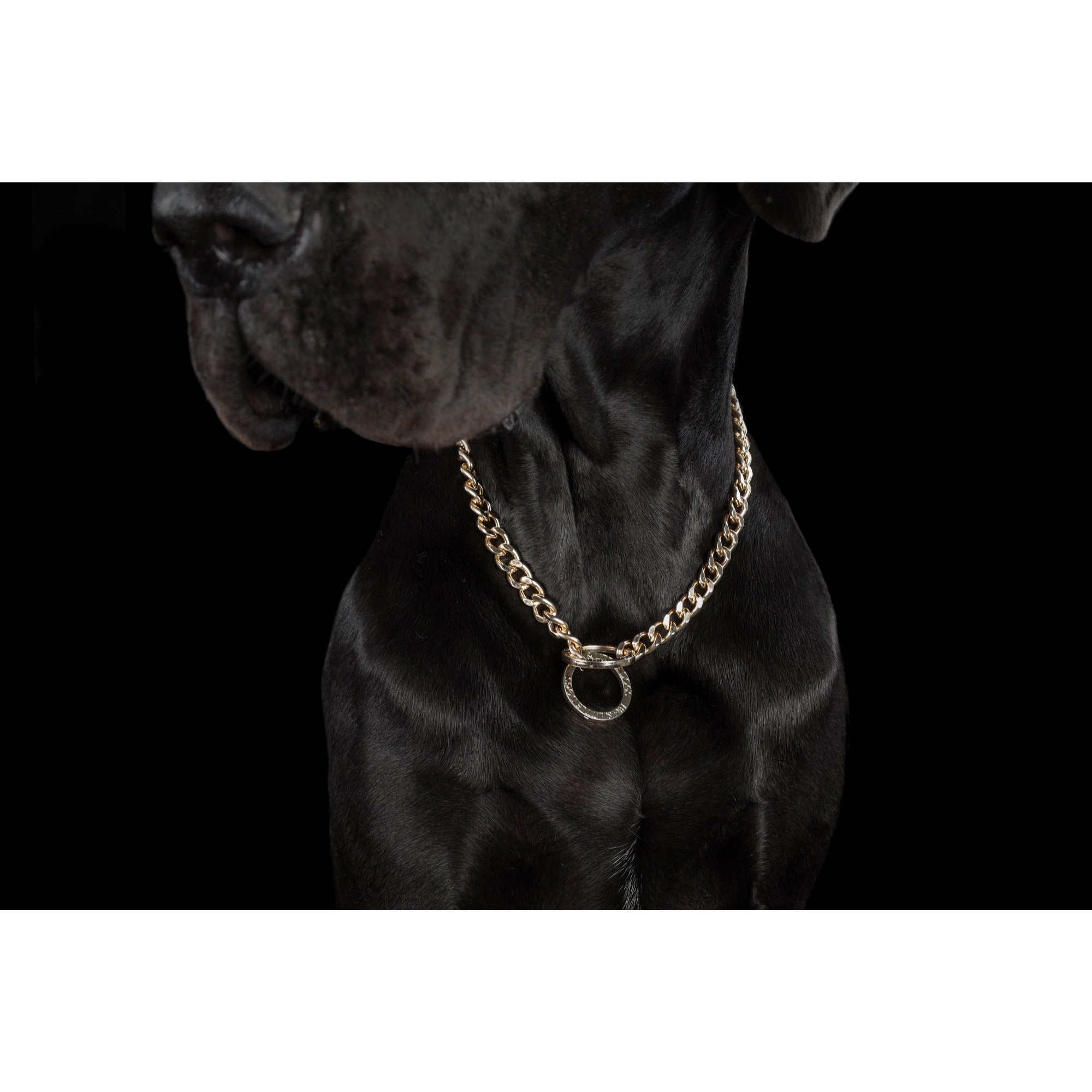 GOLD DOG CHAIN {FINAL SALE}