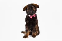 DOG COLLAR (+ BOW TIE option): Pink Fairy Bread