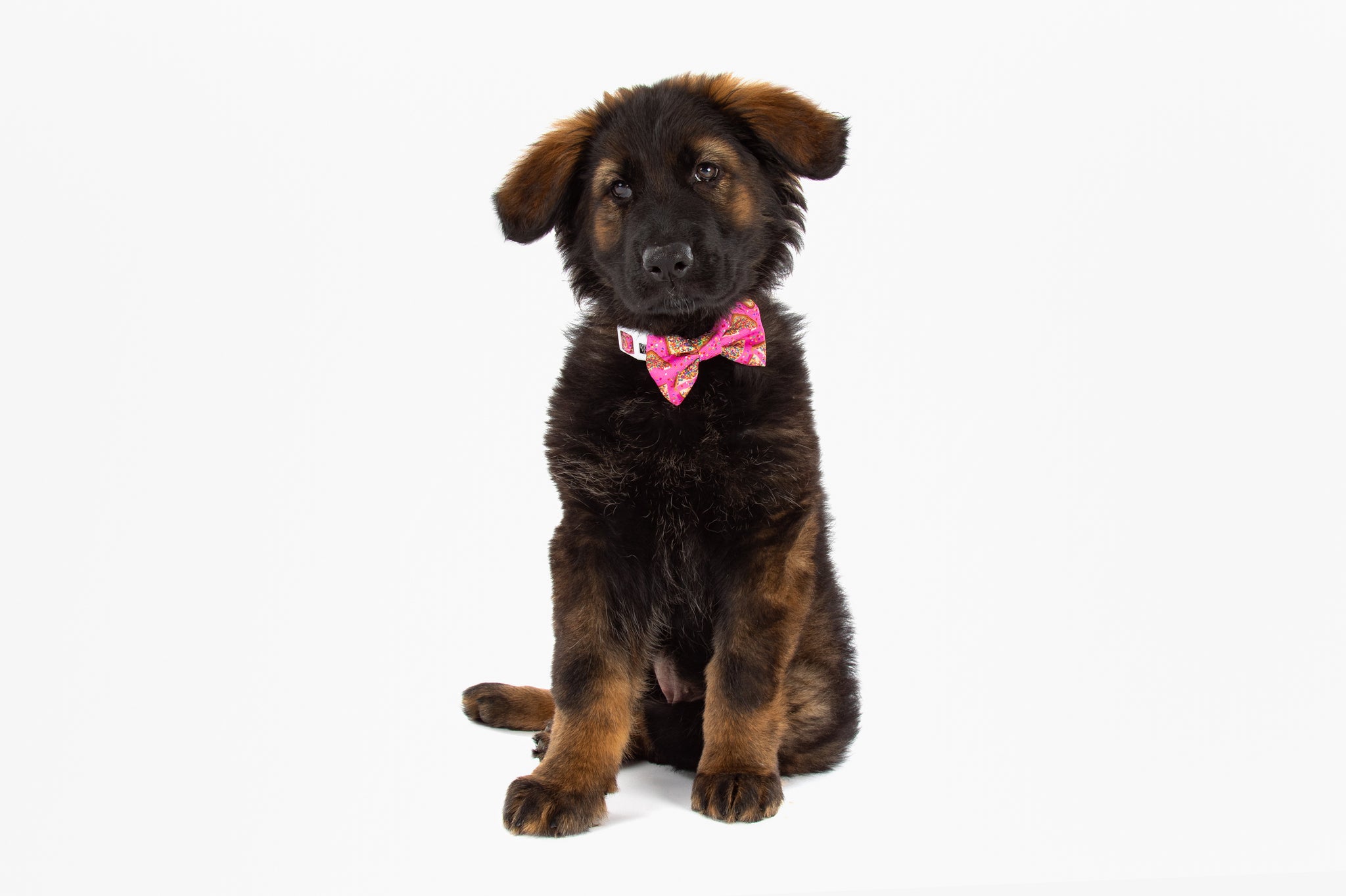 DOG COLLAR (+ BOW TIE option): Pink Fairy Bread