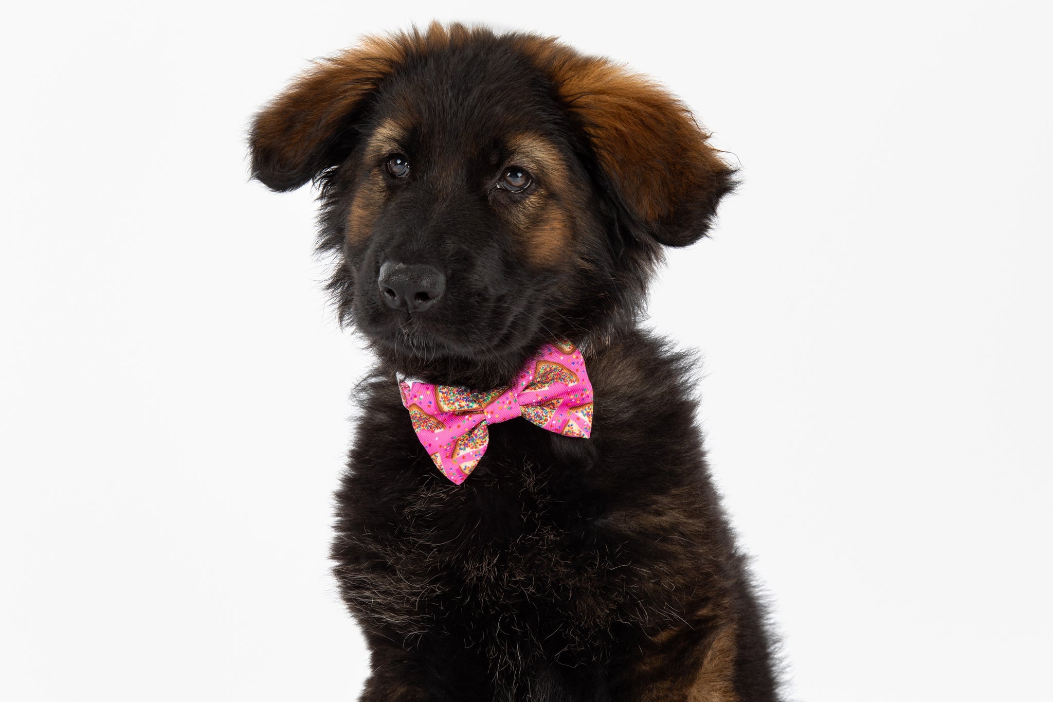 DOG COLLAR (+ BOW TIE option): Pink Fairy Bread